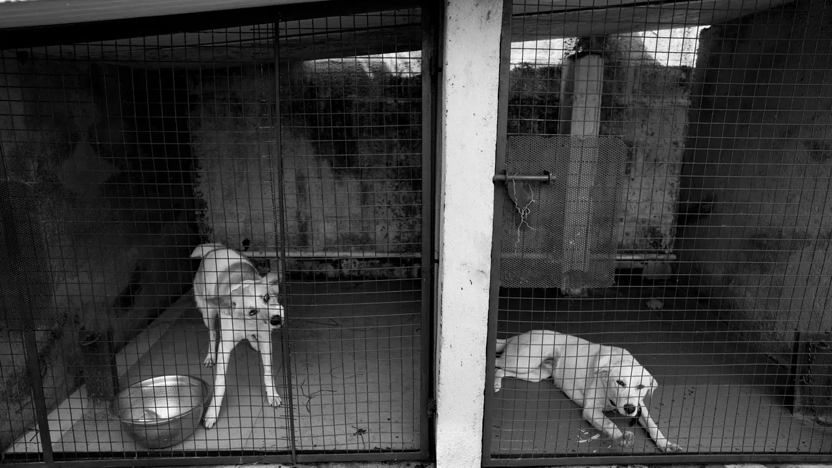 Funding for three kennel staff positions at Denali National Park has been blocked, threatening the care and operational...