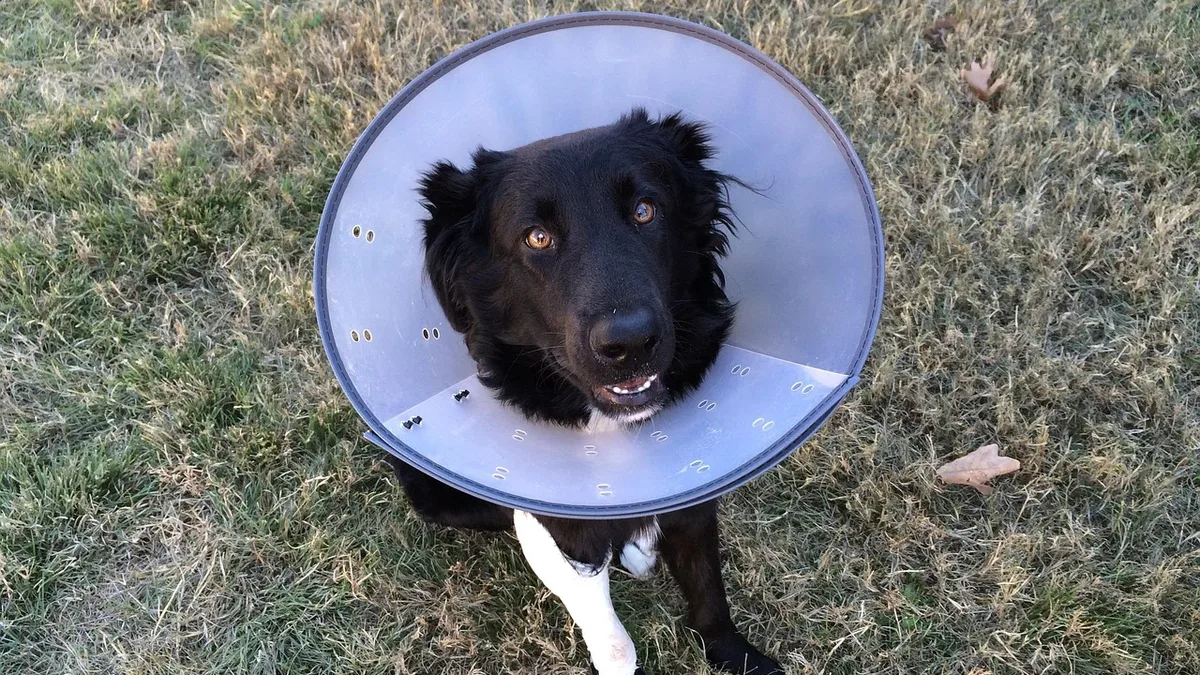Experts debate whether dogs truly experience the complex emotion of embarrassment or if their 'guilty look' is a learned...