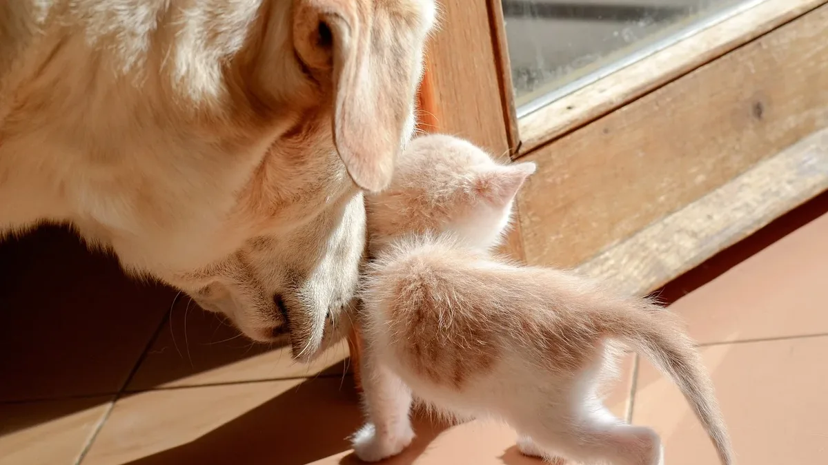 Getting A Dog: A Doberman named Diesel, once wary of cats, helped raise a stray kitten named Wasabi