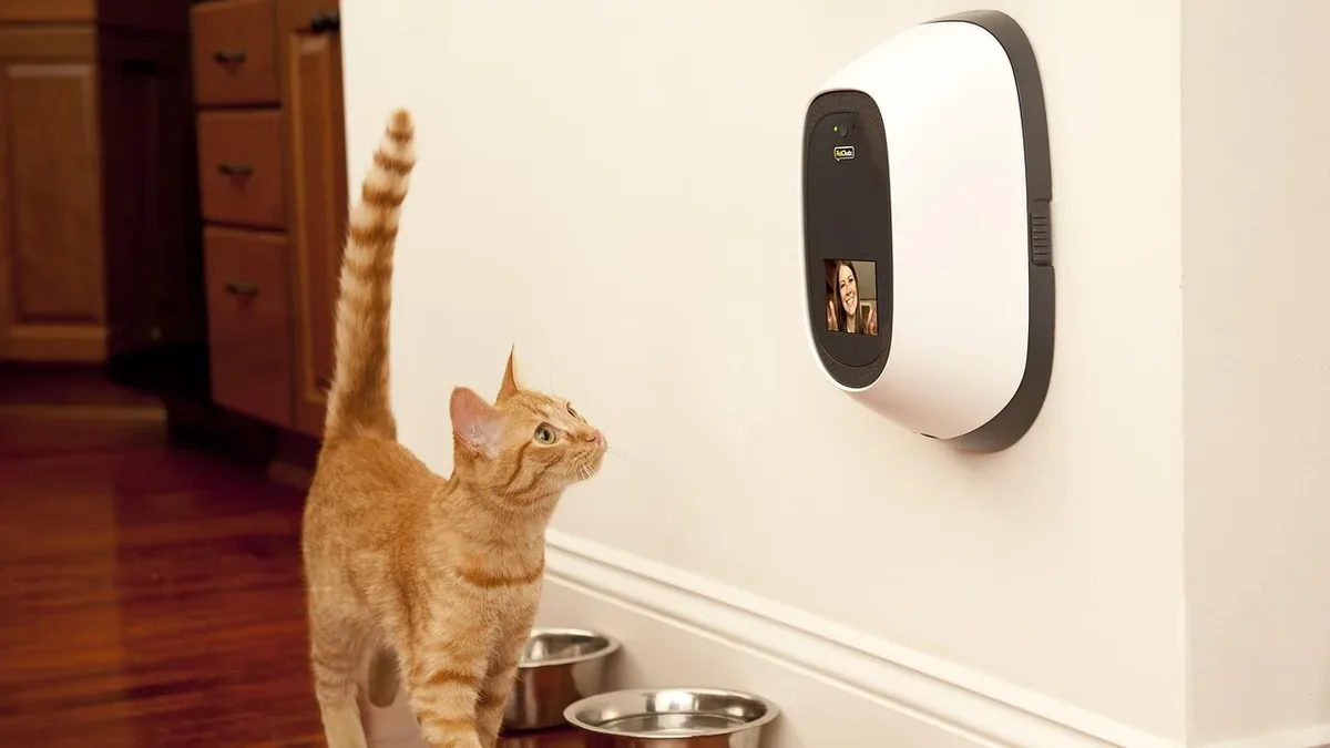 Training: A heartwarming story of an unlikely friendship between a dog and a newly adopted cat