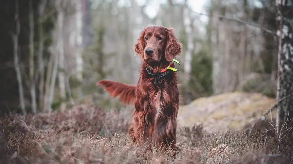 Training: Dog, irish, setter, mischievous, forest, hunting.
