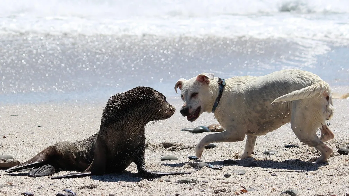 Dogs are becoming obsessed with the Netflix animated series 'Sealook,' with many owners sharing videos of their pets...