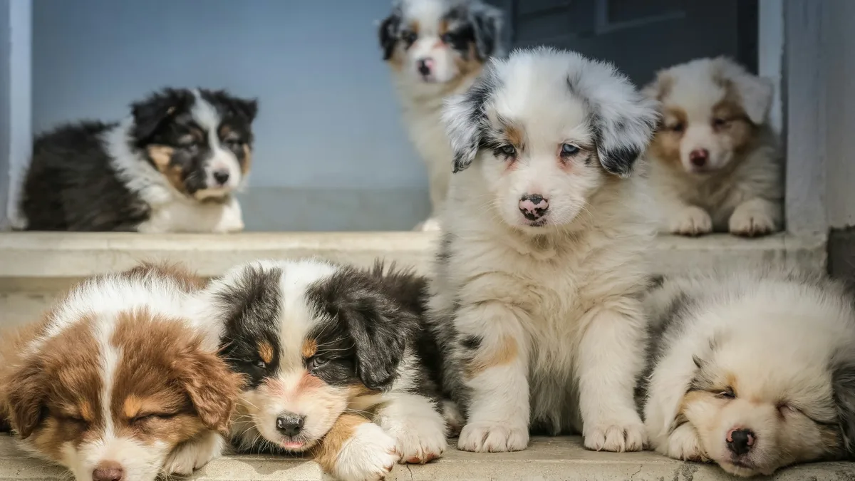 In a Penn Vet study, five scent-detection dogs identified blood samples from dogs with hemangiosarcoma with 70% accuracy...
