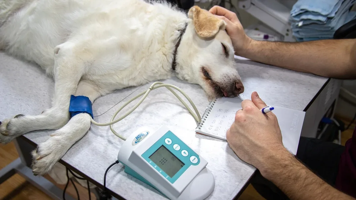 Exercise Enrichment: High blood pressure in dogs can cause vision problems and organ damage if left untreated