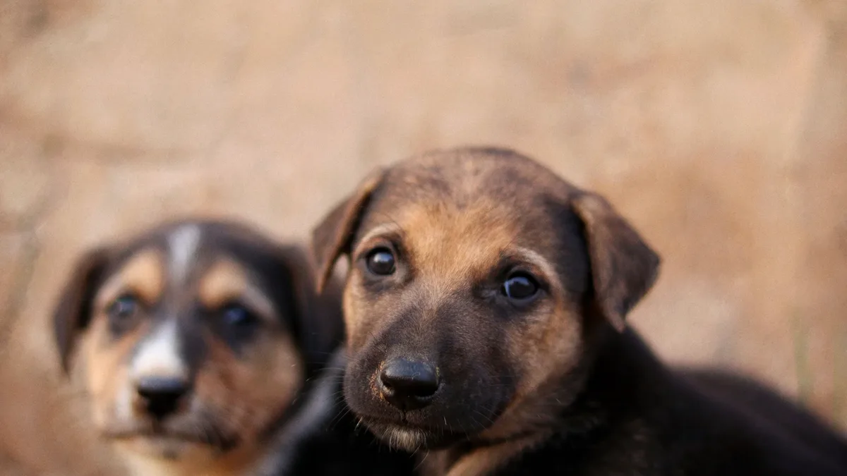 Allergy-detection service dogs are trained to identify specific allergens by scent and alert their handlers before exposure...