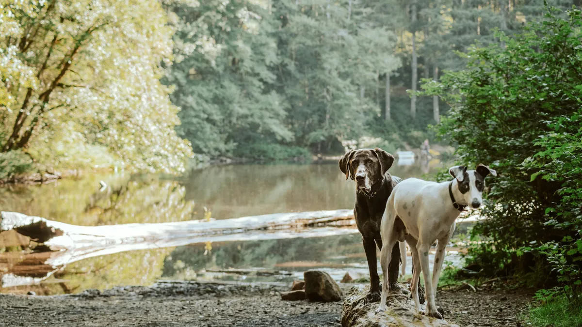 Dogster’s bi-weekly photo competition showcased a range of canine walkers, with the next theme announced as “Couch Potato.”...