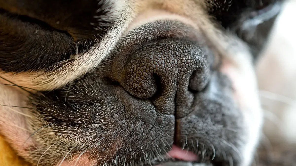 A dog named Toast has canine narcolepsy, causing him to fall asleep instantly when excited by things like dinner or play