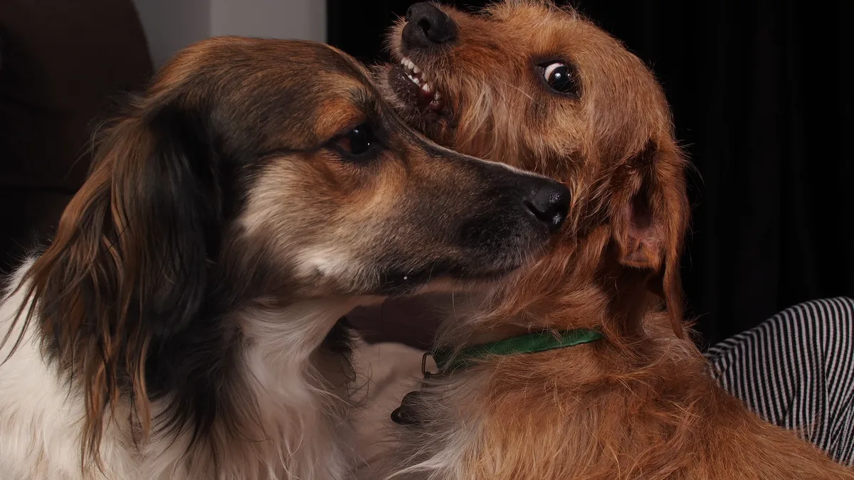 Polenta and Norene were named Evergreen High School's first canine homecoming king and queen, a gesture honoring their...