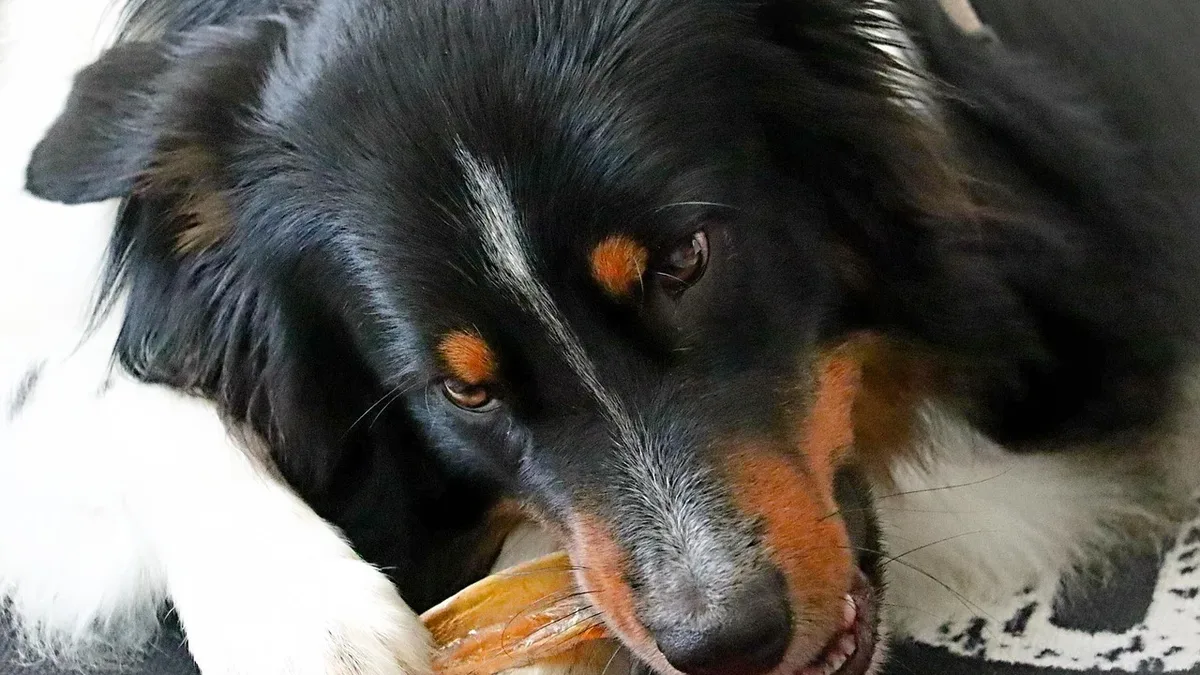 Three dog experts detail the biological and emotional reasons behind destructive chewing, from teething and boredom to...