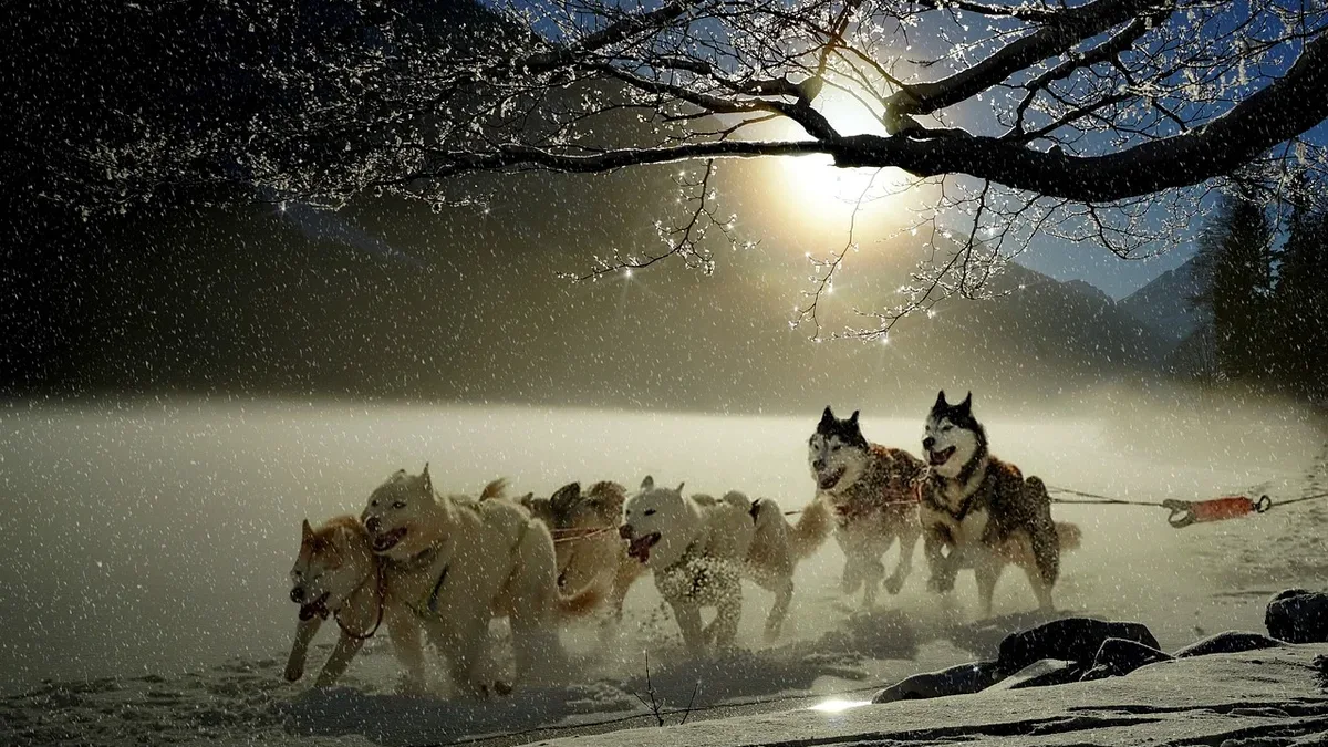 A list of thirteen dog breeds whose physical and mental traits were developed for demanding outdoor work in challenging...