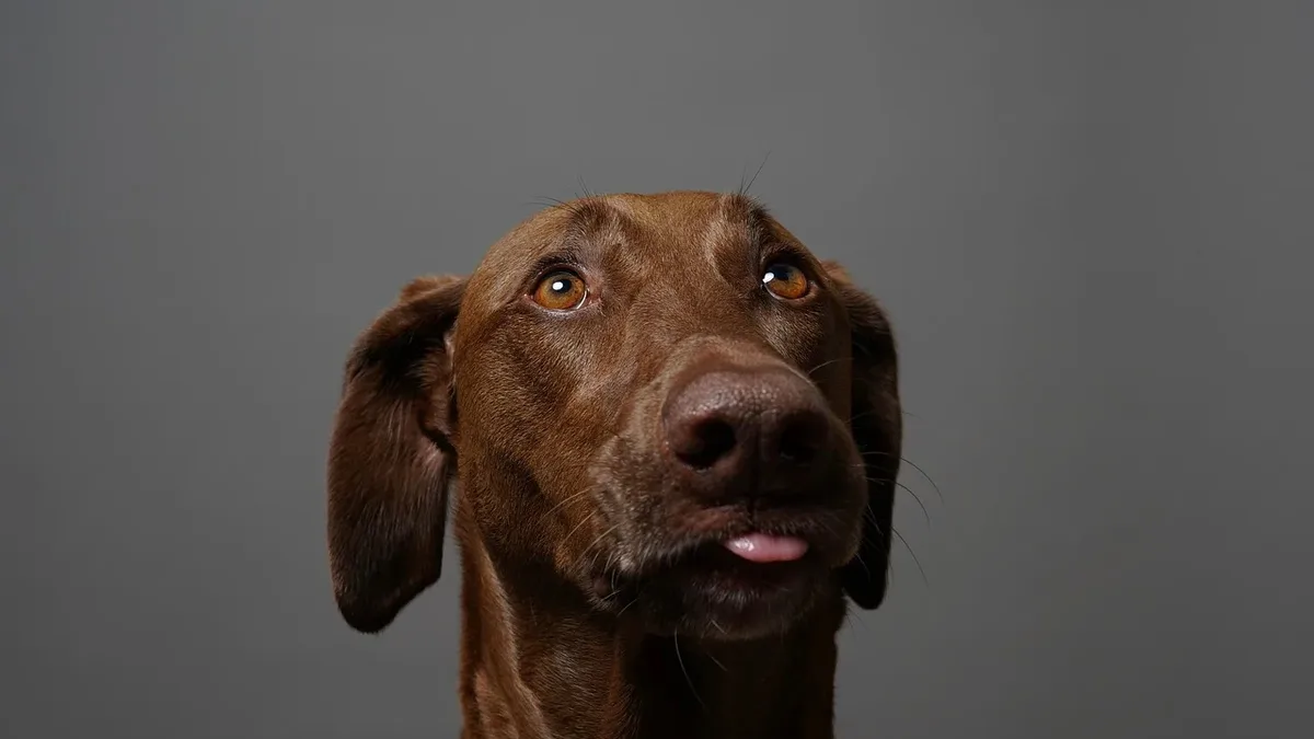 Fly biting in dogs is a behavior where dogs snap at the air as if trying to catch imaginary flies, and it can be caused...