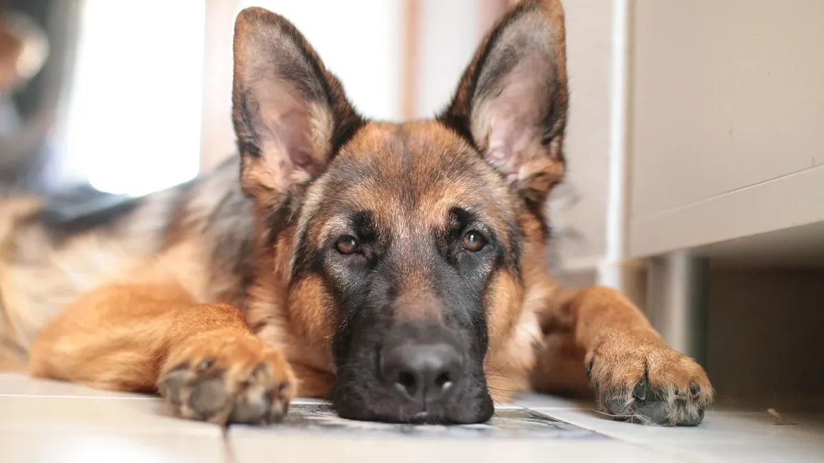 A German Shepherd dog is saddened as her young human companion, whom she has watched over since infancy, begins attending...