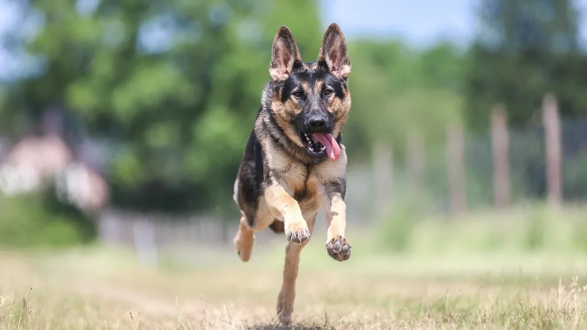 Breeds: A German Shepherd named Shadow alerted his owner to a barn fire in August 2026, allowing her to escape