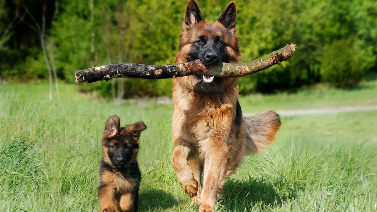 A Golden Retriever named Henry demands a rescue mission from his owner to retrieve a ball in the woods, but does little to...