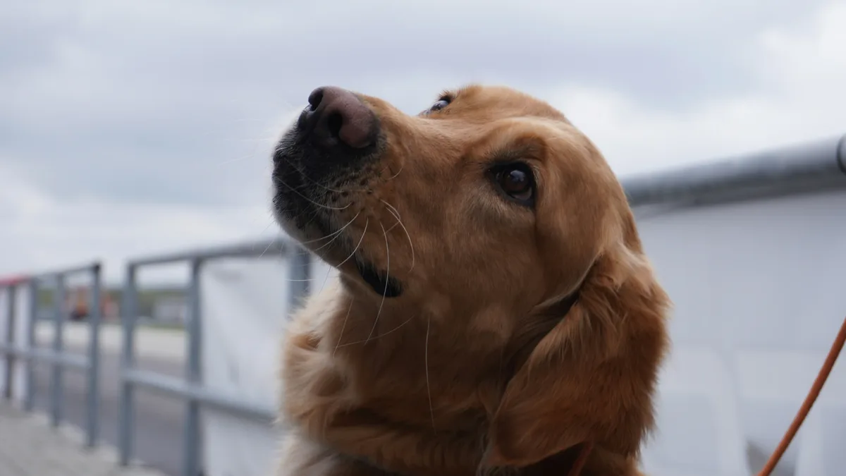 A Golden Retriever named Mel got a fright when a crab she was inspecting raised its claws, causing her to leap into the air