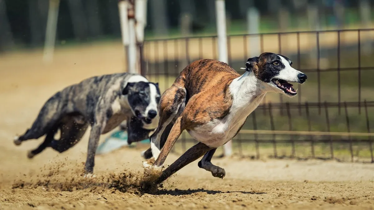 Greyhound 'Fritz' won the HC 1 Pure Speed title for the second consecutive year at the 2026 AKC Fast CAT Invitational...