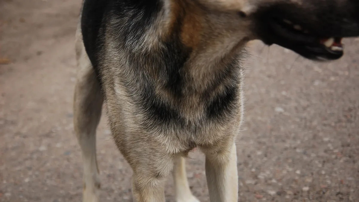 With a rising focus on quality dog food, more owners are turning to homemade dog treats for better ingredient control and...