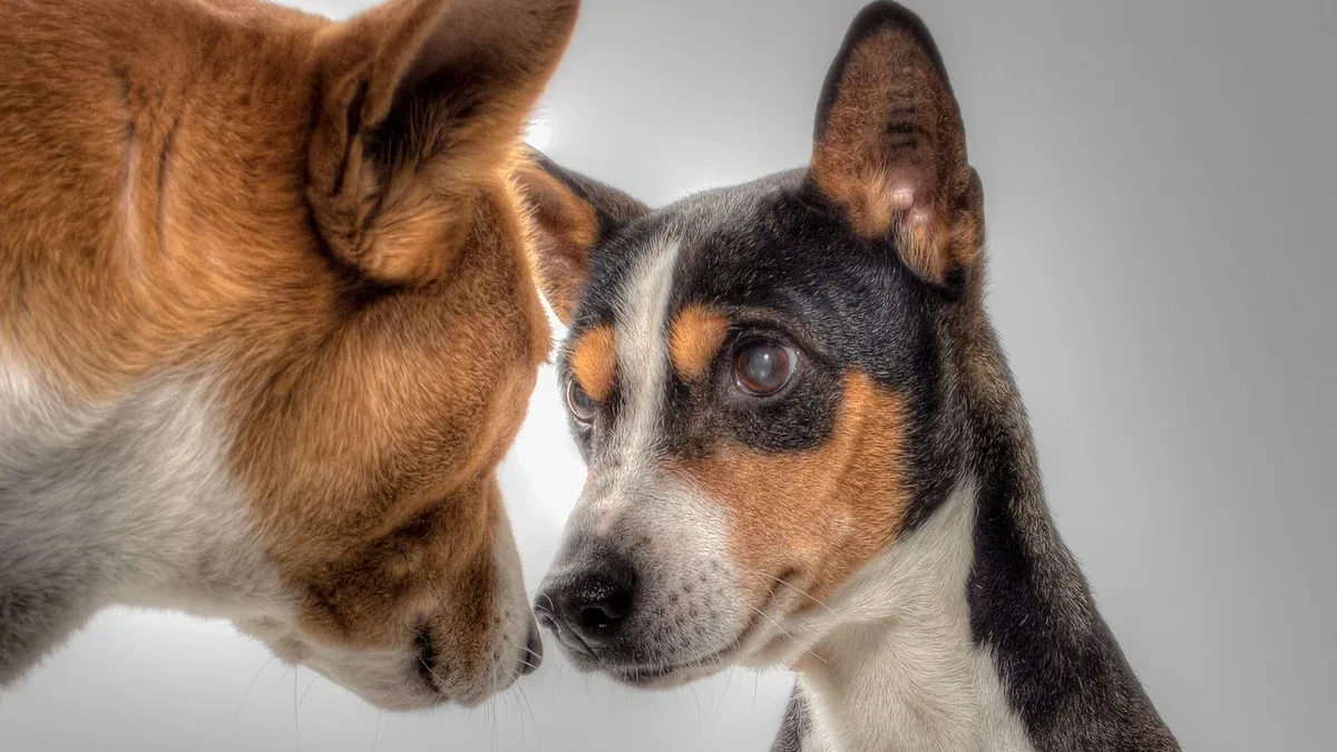A step-by-step guide from Whole Dog Journal details how to introduce two dogs properly to prevent conflict and build a...