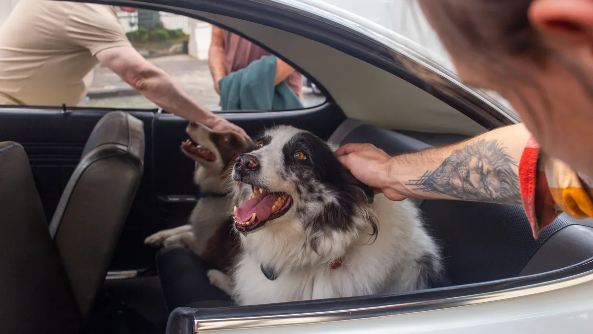 A Husky mix named Maggie surprised her owner by sitting in the front car seat for the first time ever after a six-day...