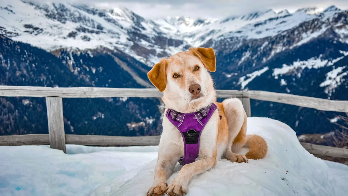 A 10-year-old Jack Russell Terrier named Luna has survived over a month alone in Yellowstone National Park after escaping...