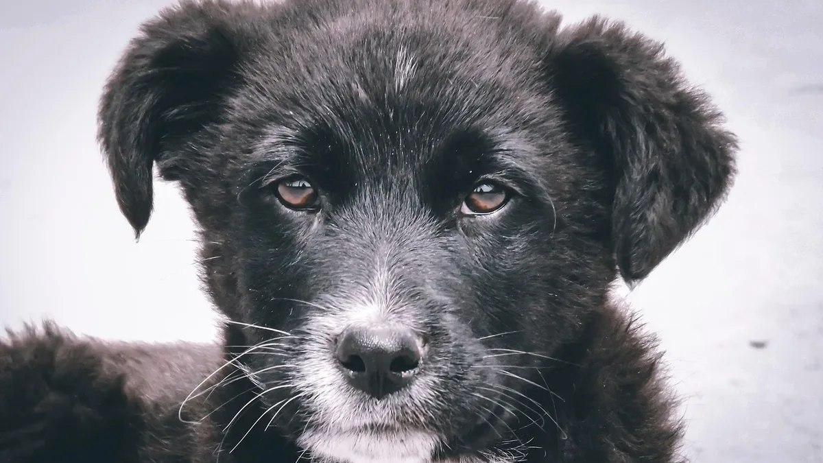 A 12-week-old black Labrador puppy named Ace became an internet sensation by practicing impulse control during a home...