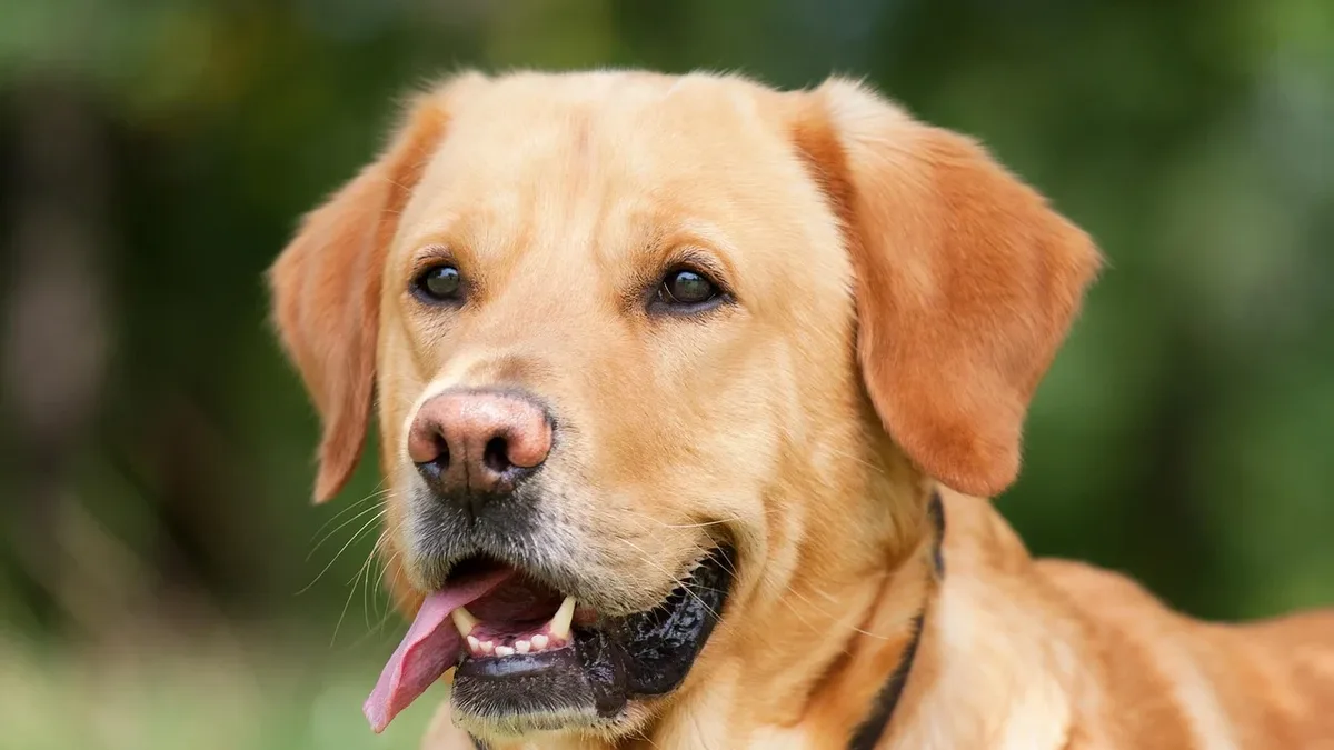 Breeds: A close-up of a yellow Labrador Retriever with its tongue out, facing the camera.