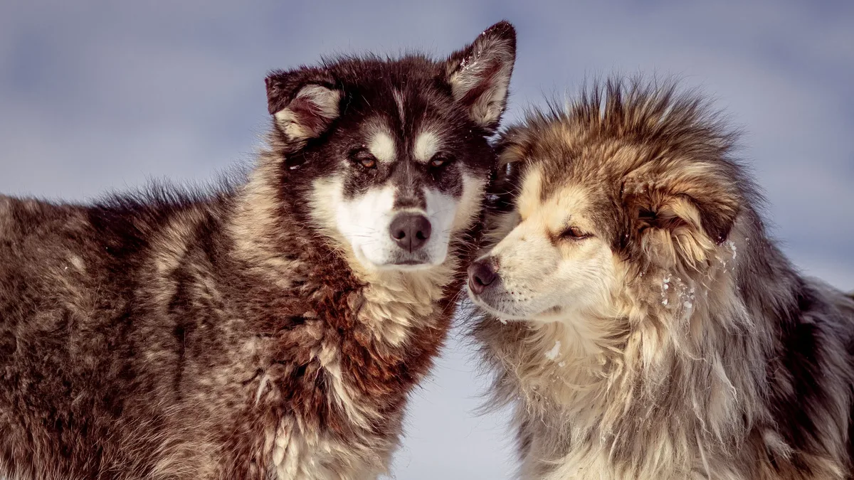 An older Malamute named Duke initially tolerates his new Samoyed puppy sister, Odesa, before eventually warming to her...