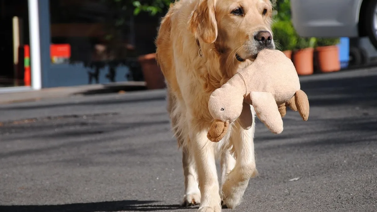 A pet owner adopted a Golden Retriever named Maple expecting a calm companion, but her energetic and sassy antics have...