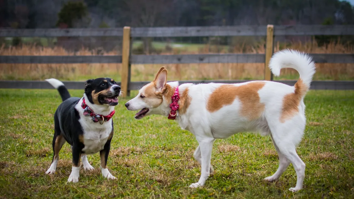 A Nova Scotia Duck Tolling Retriever named Milo has become an unlikely ambassador for butterflies, inspiring people around...
