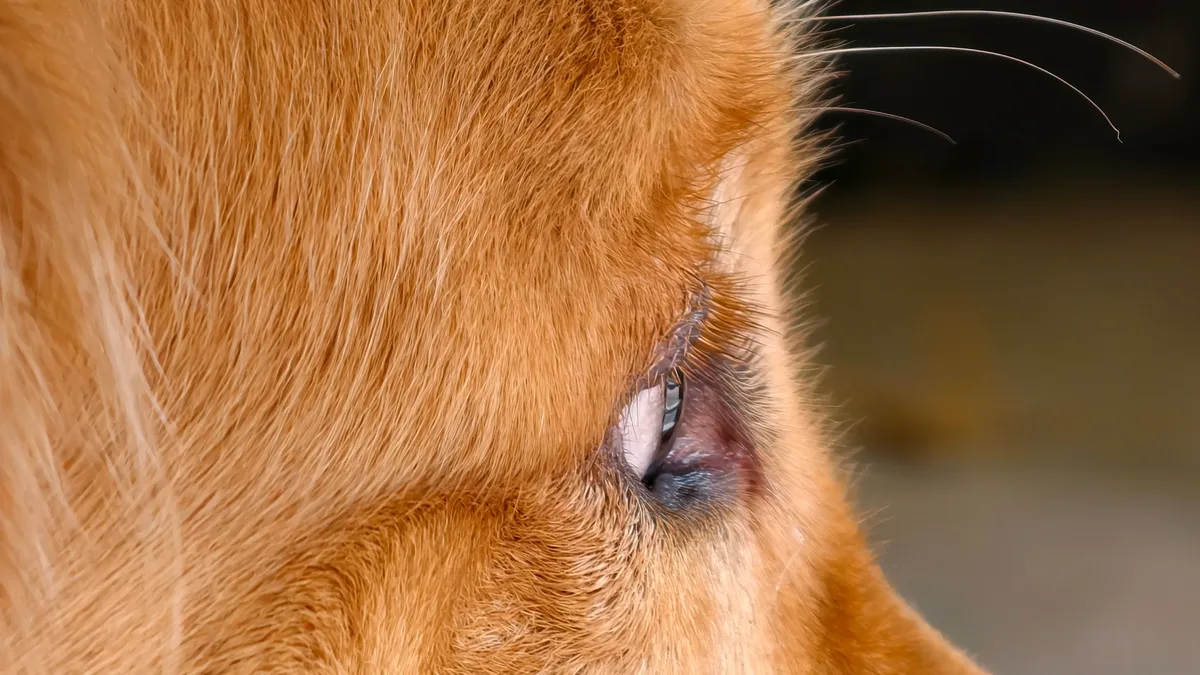 A report from iHeartDogs outlines seven non-medical strategies to support canine brain health, focusing on diet...