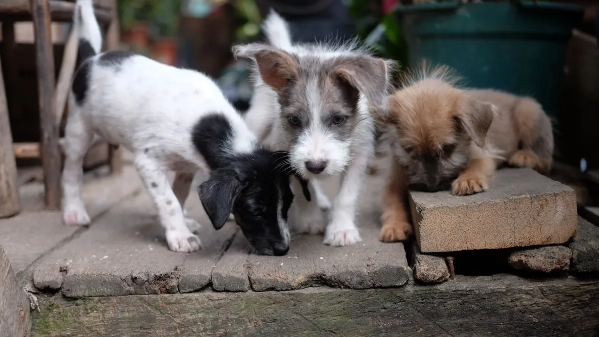 The Pets Table offers a range of subscription plans to help pet parents improve their dog's diet, regardless of their time...