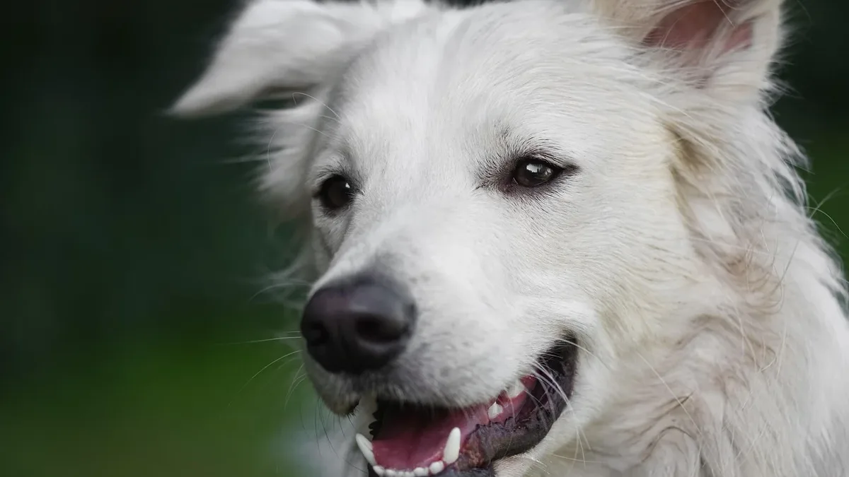 Getting A Dog: Prince George's County in Maryland has ended its breed ban, replacing it with behavior-based assessment