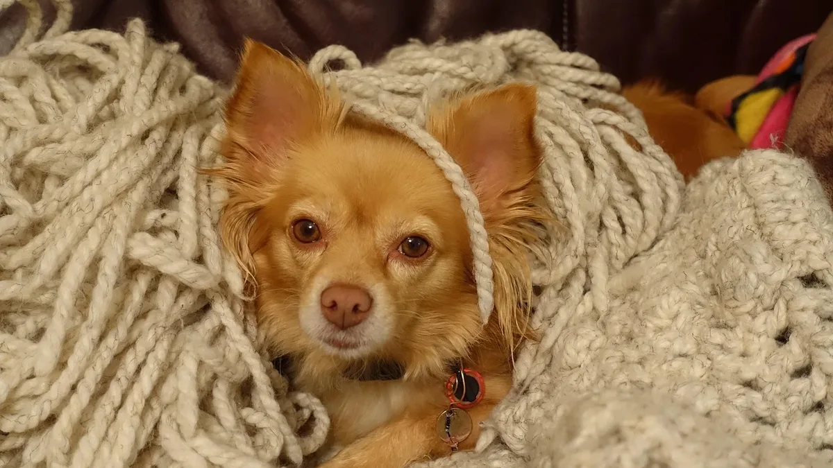 A rescue dog named Cactus has formed an instant parental bond with a newly adopted puppy, Cowboy, offering comfort and...