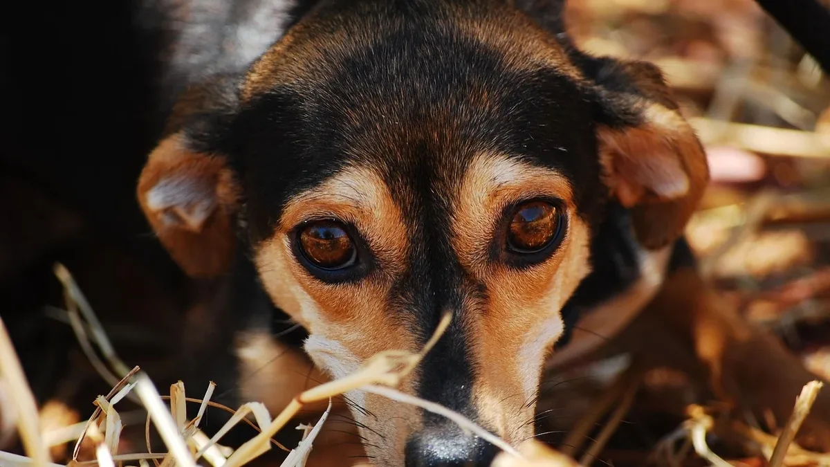 Getting A Dog: Dog, eyes, anxious, pet, close up, animal.