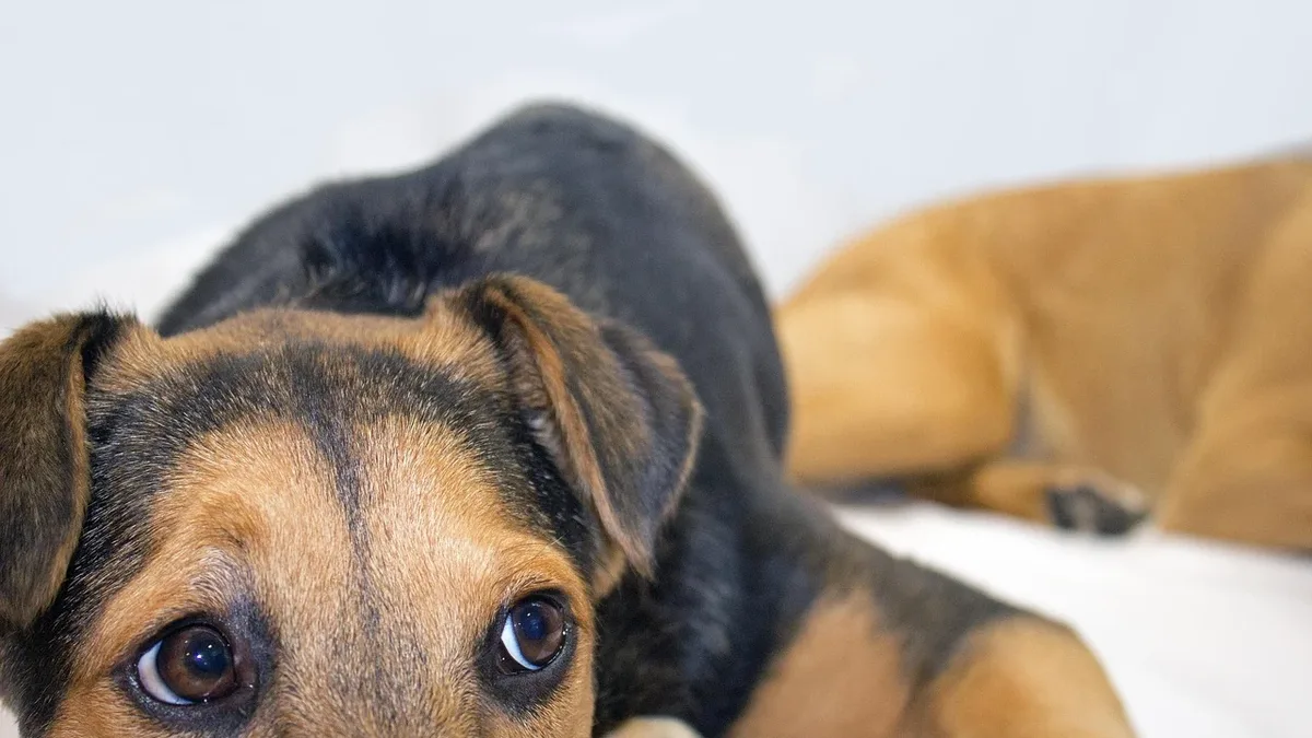 Training: Close-up view, animal, dog, german shepherd, rescue dog, pet.