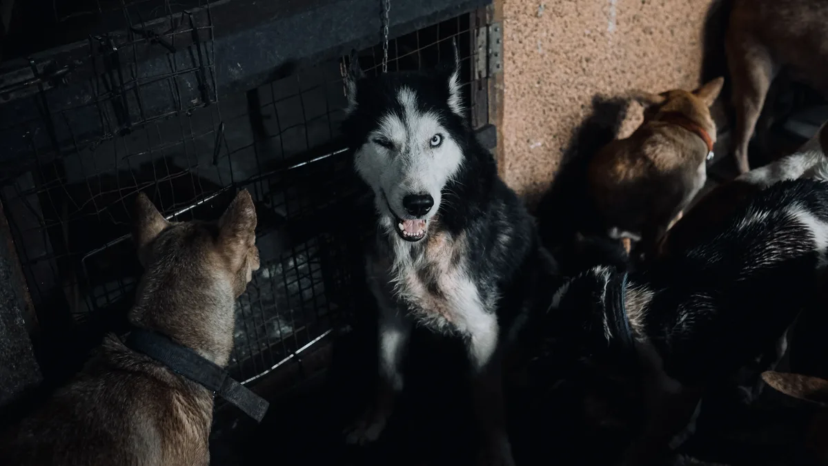 A 9-year-old dog named Tyko is still waiting for adoption at North Central Animal Shelter in Los Angeles after being...