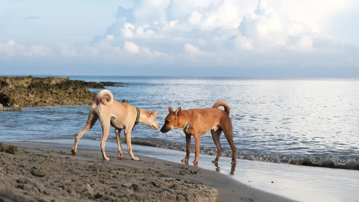 News: A guide to recognizing early obesity in dogs through body shape, habits, breathing, and movement