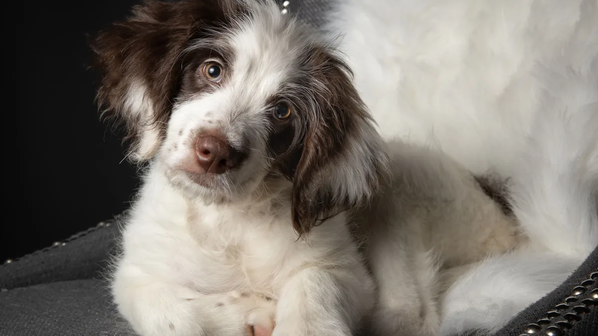 Daily Life: Cute brown and white puppy resting comfortably on a grey upholstered chair.
