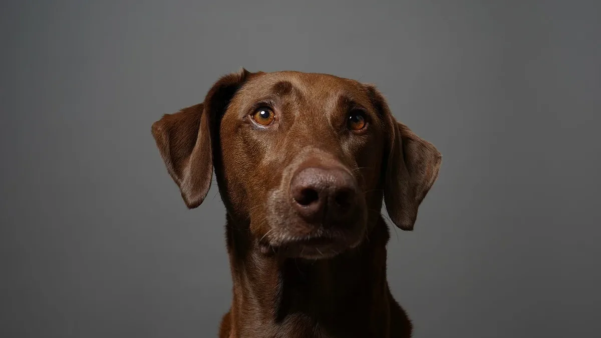 Exercise Enrichment: Dog tremors can stem from various causes, including excitement, cold, fear, or medical conditions