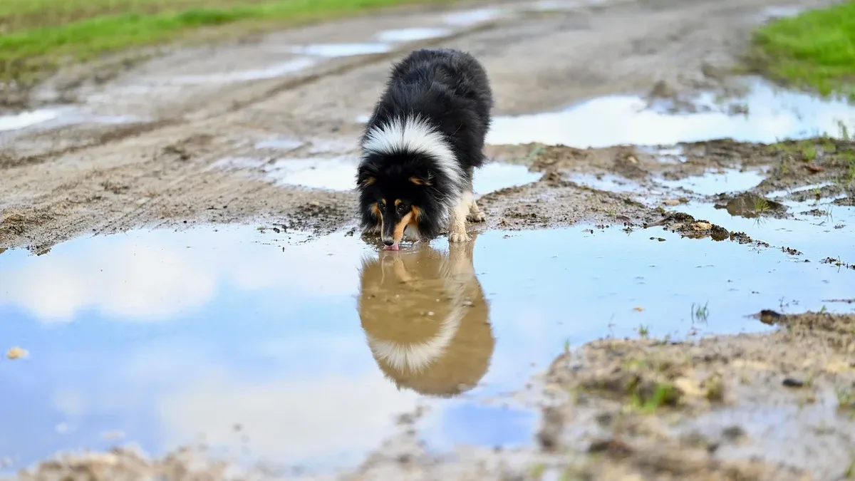 Territorial behavior in dogs is a common and normal canine behavior, but it can become a problem when it poses a risk to...
