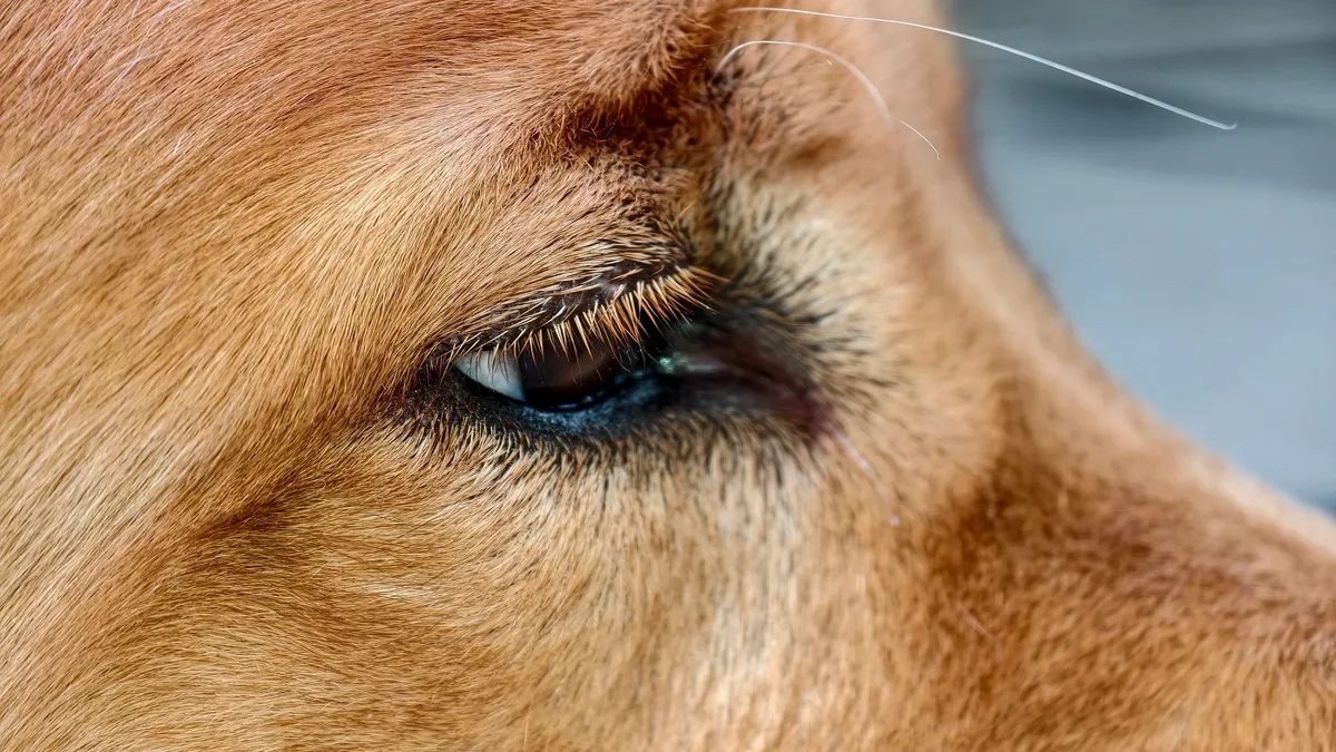 Getting A Dog: Discover the potential benefits of valerian root for dogs, a natural remedy for anxiety and stress
