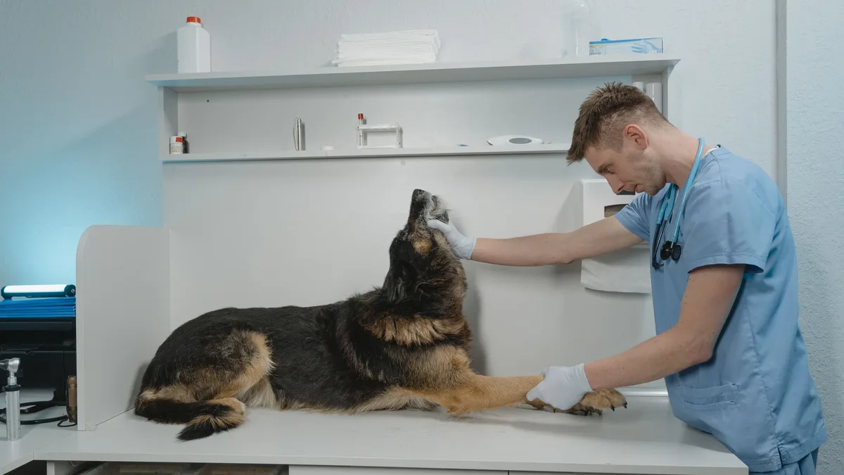 A veterinarian details essential and optional vaccines for dogs, while German Shepherd owners highlight the breed's...