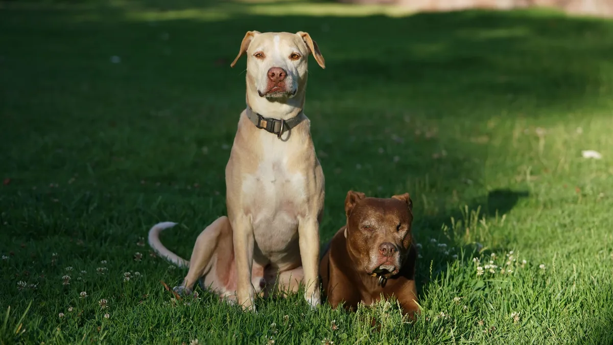 Training: A closer look at the claims surrounding water additives for canine dental health