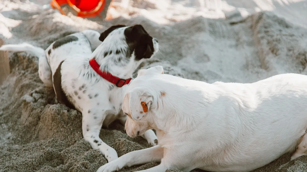 Learn when and why your dog might need a veterinary specialist, the types of specialists available, and what to expect...