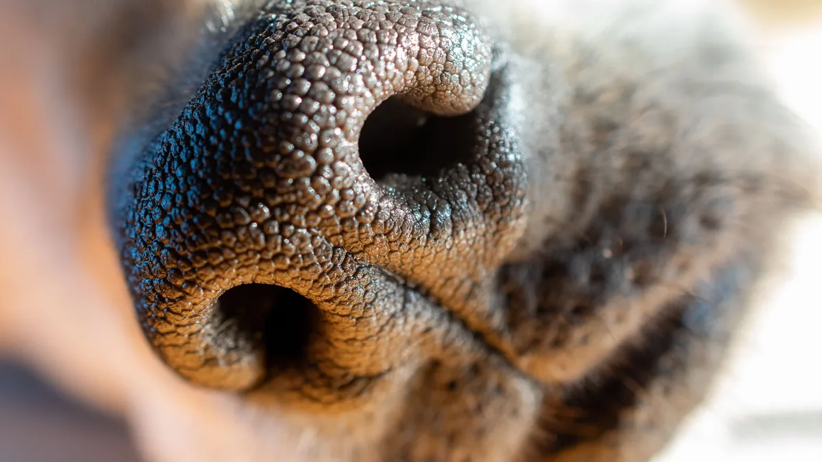 Dogs may exhibit unusual behavior after a vacation due to various reasons, including disrupted routine, separation anxiety...
