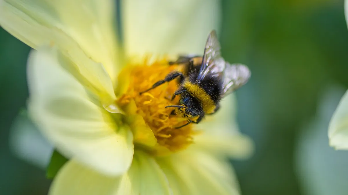 Source Material: Insect, Bee, Flower, Nature, Close-up, Pollen.