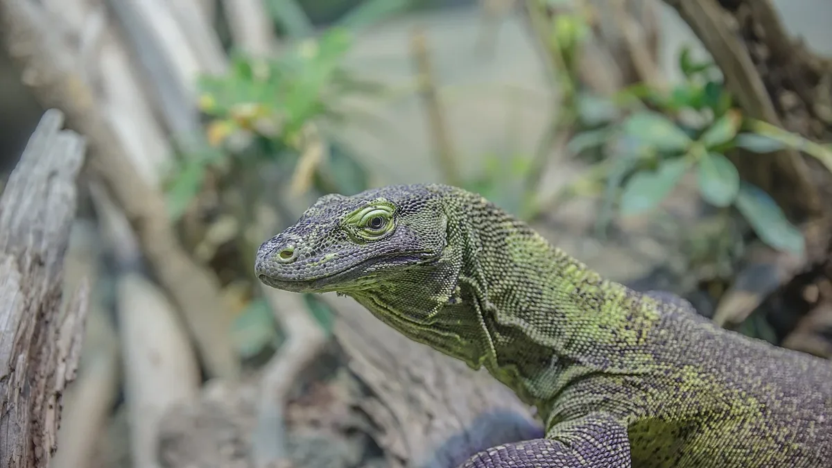 Mato Yamamoto's manga 'Kimi wa Kawaii Reptile,' localized as 'Lovely Leapin' Lizards!', has finished its serial run