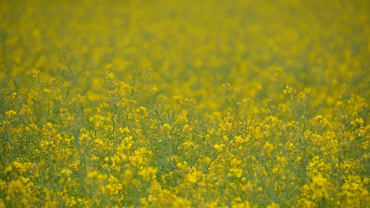 Source Material: Field of rapeseeds, plants, yellow, free background, nature, free.