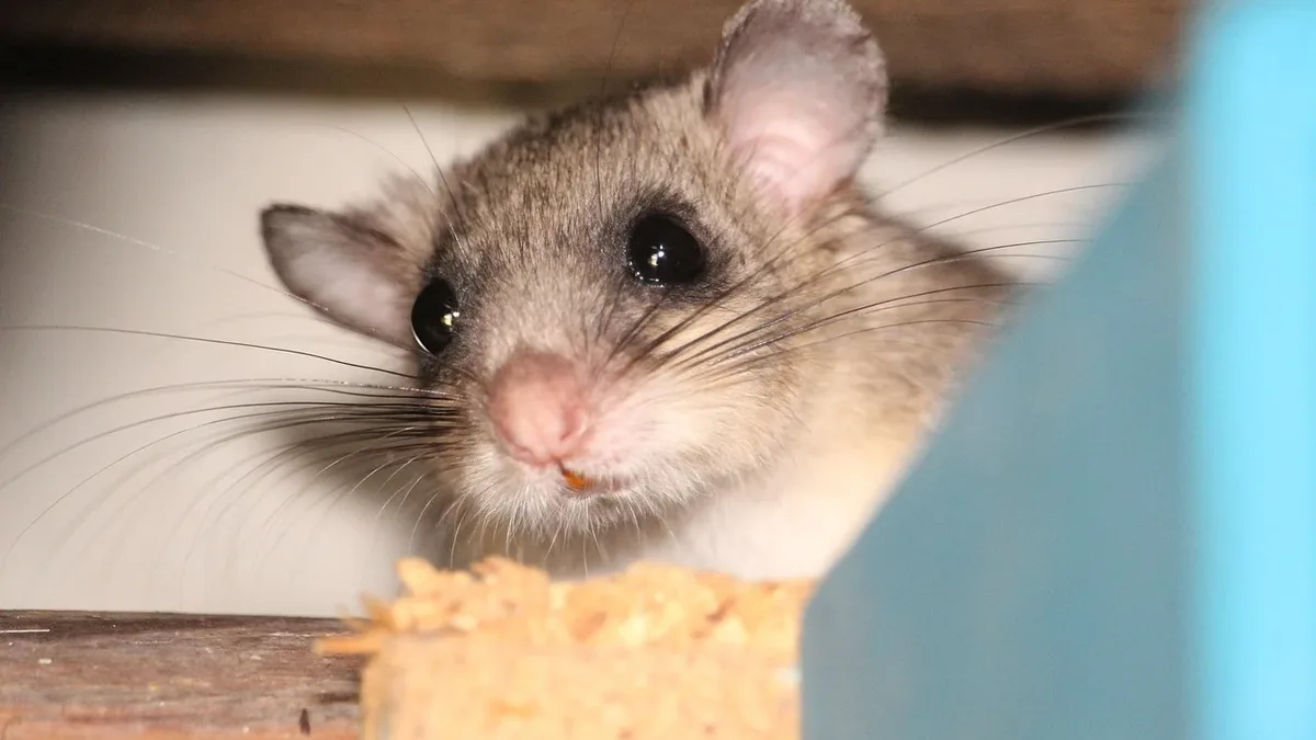 Researchers have pinpointed a brain mechanism involving serotonin neurons that drives food-craving-like behavior in...