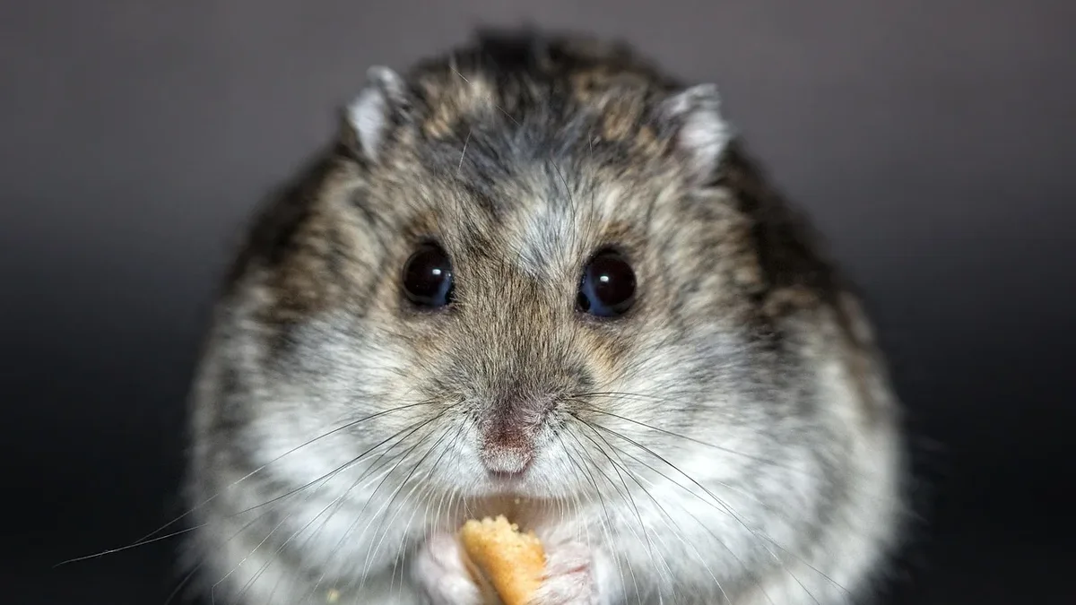 A 2026 study in Nature Metabolism reveals that GIPR agonists and antagonists suppress appetite through distinct brain regions